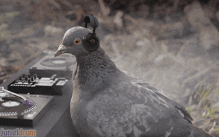 bird dove GIF