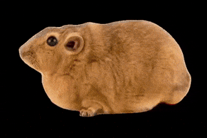 Gundi Glowing GIF