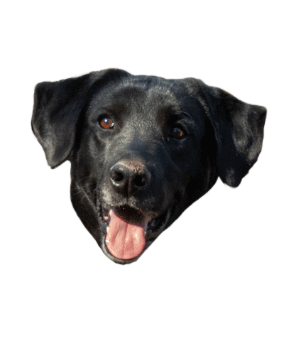 Dog Love Sticker by Buscamos Casita