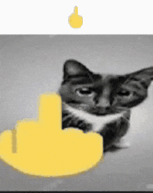 Cat Cute Cats GIF