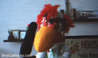 BirdCallRadio radio bird singing chicken GIF