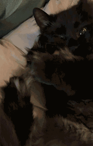 Hungry Black Cat GIF - Find & Share on GIPHY