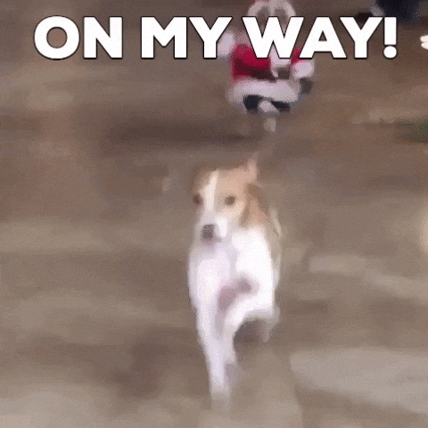 Video gif. Dog wearing a full Santa Claus suit runs toward us with a look of confusion, costumed arms flailing out to the side. Text, "On My Way!"