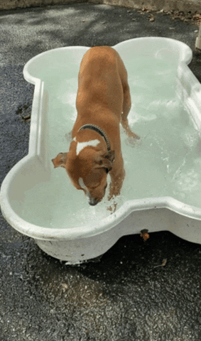 Dog Swimming GIF by Kimmy Ramone