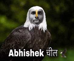 Eagle Abhishek GIF