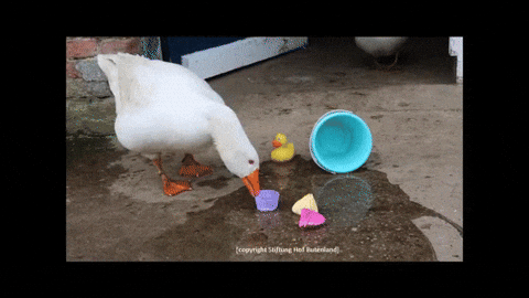 zabawki gęsi GIF