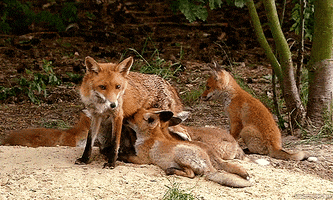 red fox GIF