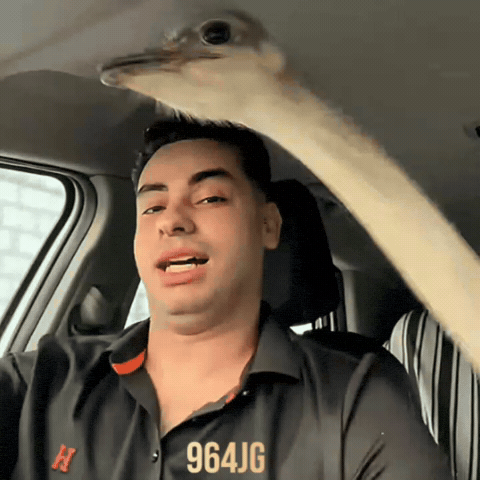 Animal Dance GIF