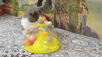 Cat GIF