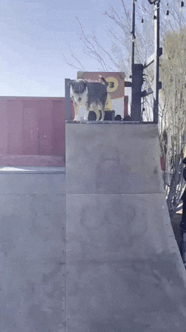 Dog Halfpipe GIF