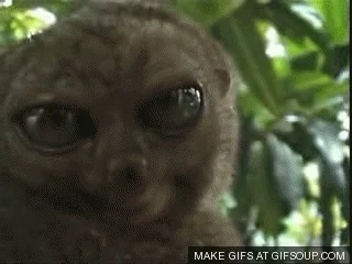 giphy.webp?cid=6c09b95263c57d728e5d60c93