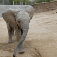 Baby Animal GIF by San Diego Zoo Wildlife Alliance