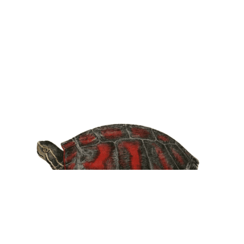 Natural History Turtle Sticker by Agence Digitalis
