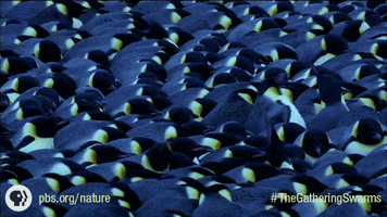 Pbs Nature The Gathering Swarms GIF by Nature on PBS