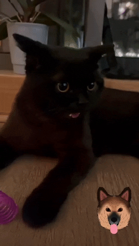 purrcivalcat cat kitten black cat Excited cat GIF