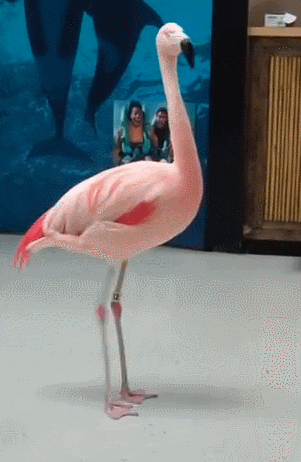 lady walking a flamingo cartoon