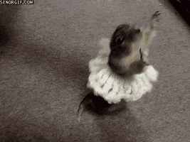 GIF