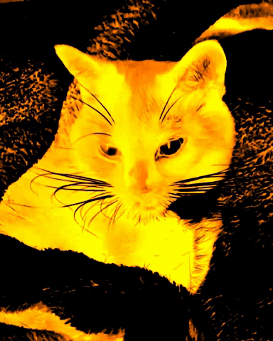 MrsCopyCat cat halloween creepy creepy cat GIF