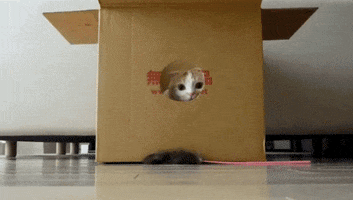 in a box cat GIF