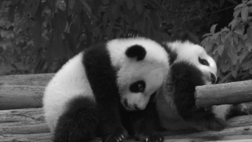 Panda GIF - Find & Share on GIPHY