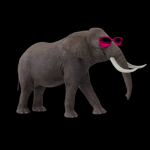 manadacriativa elephant oculos elefante criativa GIF