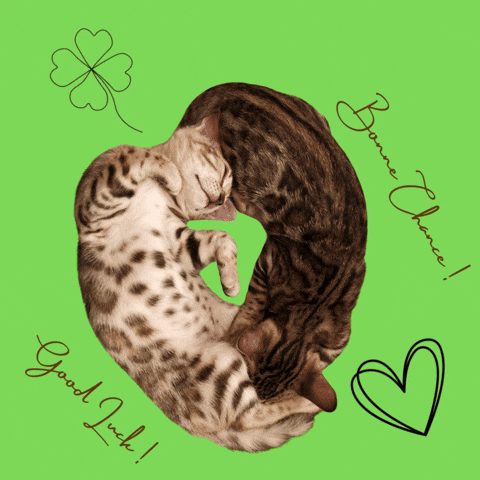 Best Of Luck GIF by Kitty Fuchs