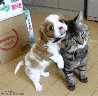 cute cat dog gifs