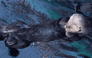 Otter Fur GIF by PBS Digital Studios
