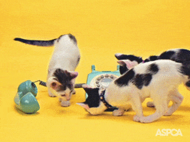 Cat Avoid GIF by ASPCA
