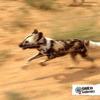 Wild Dog Running GIF by SWR Kindernetz