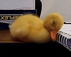 200.gif?cid=f0bdee70r5uosaohf97ei29yh166w9gvzbc2hw0ja2702rbn&rid=200.gif&ct=g