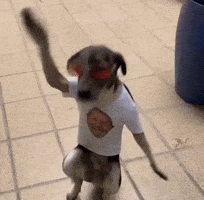Dance Baile GIF