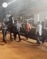Celebration Dubai GIF by World Horse Racing