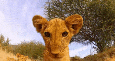 Animated GIF