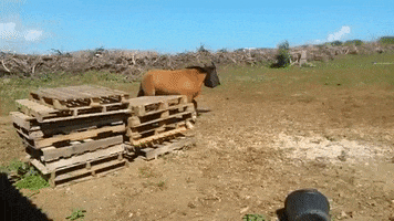 Horse Curacao GIF by Pippi's opvang