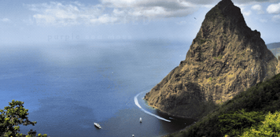 Sea Moss GIF