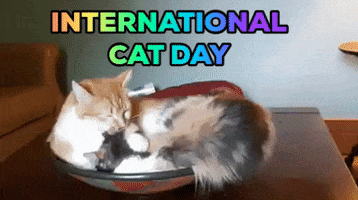 International Cat Day Reaction GIF by Robert E Blackmon