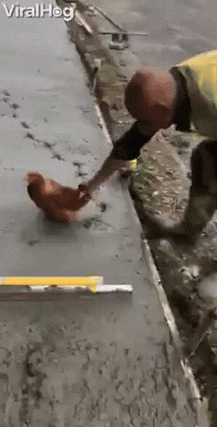 giphy.gif