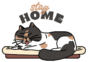 Cat Reaction Sticker