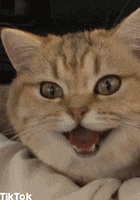 Excited Cat GIF by TikTok