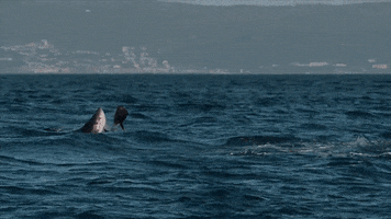 Hungry Discovery Channel GIF by Shark Week