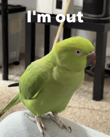 Bird Leaving GIF