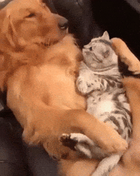 Animation Domination Cat Gif By Gif Find Share On Giphy Animation Domination Cat Gif By Gif Find Share On Giphy