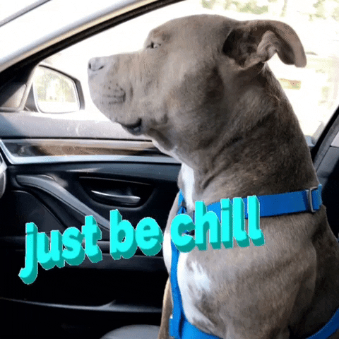 nickygomez chill chilling lets chill driving dog GIF