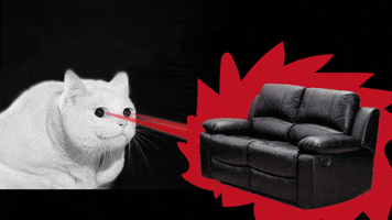 JustVidman cat laser sofa destroy GIF