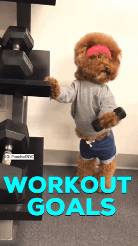 Dumbbells GIFs - Get the best GIF on GIPHY