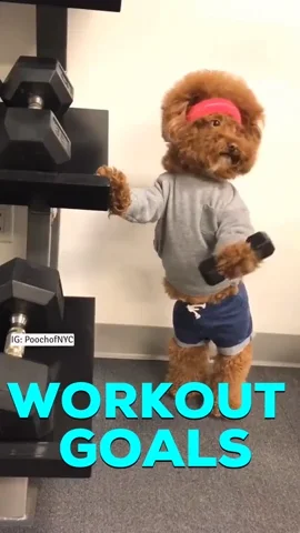 Dog Fitness GIF