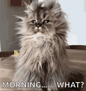 Early Risers content media