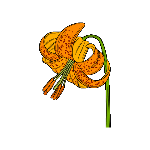 Vancouver Island Wildflower Sticker by Chellekie Creations