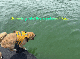 Dog GIF